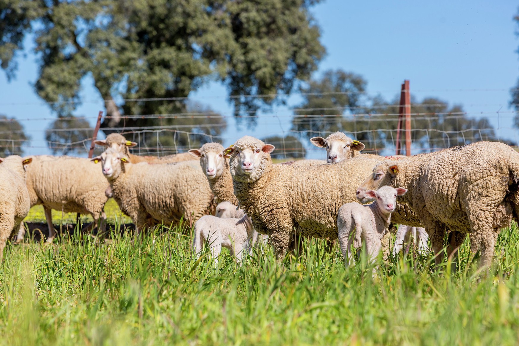 small-ruminants-tn-canada